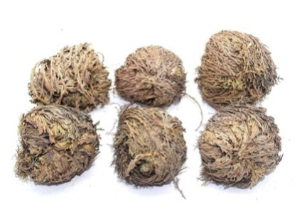 Rose of Jericho